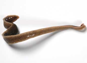 New Zealand flatworm