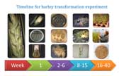 Barley transformation timeline diagram