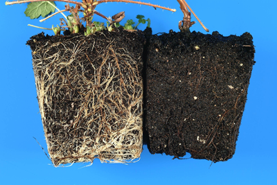 Figure 2: Glasshouse screening of Glen Moy x Latham cross for resistance