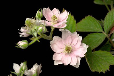 Figure 3: Loch Maree blackberry
