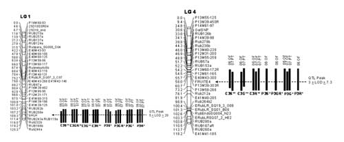 Figure 1: QTL for anthocyanin production