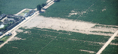 Figure 1: Aerial photograph of a raspberry field affected by Phytophthora fragariae var. rubi. Plant death due to the disease is clear.