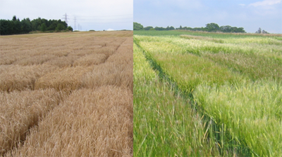 Figure 1: Barley trials for the AGOUEB project at the Institute (2008) Figure 1: Barley trials for the AGOUEB project at the Institute (2008)