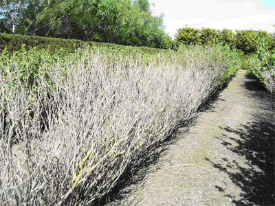 Figure 3: James Hutton Institute cv. Ben Alder growing in New Zealand, showing lack of budbreak due to low winter chilling levels (Photo courtesy of G. Langford, HortResearch, NZ).