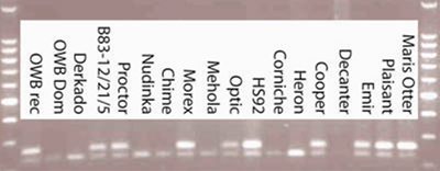 Figure 1: Barley variey markers