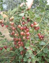 Photograph of red gooseberries