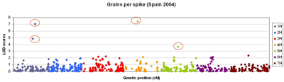 Figure 2: Whole genome scan for yield. Figure 2: Whole genome scan for yield.