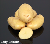 Photograph of Lady Balfour potatoes