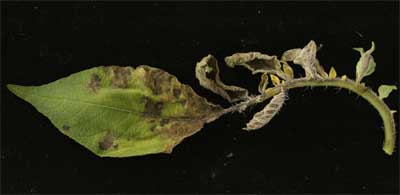 Figure 1: Late blight infected leaf