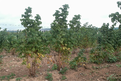 Progeny from a cross between cv. Latham (resistant) and cv. Glen Moy (susceptible)