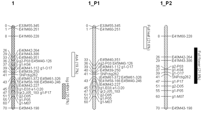 Figure 1: Linkage Group 1 from Ribes nigrum map, with parental types shown separately.