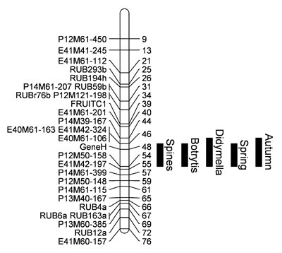 Figure 1: An example linkage map from Rubus showing quantitative trait loci