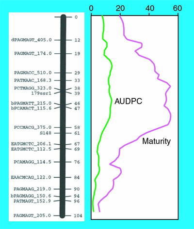 Maturity QTL diagram