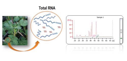 Figure 2: RNA extraction and analysis for high-throughput sequencing from leaf tissue