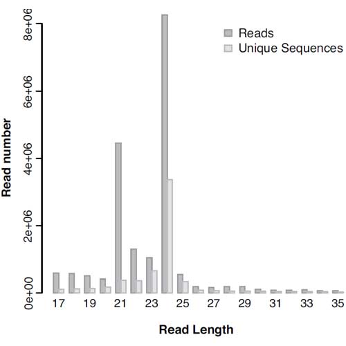 Figure 3: Small RNA read distribution in potato