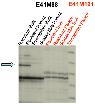Figure 2: AFLP markers on bulks from mite-resistant and mite-susceptible segregants in the 9328 mapping population. E41M88 shows linkage with resistant phenotype