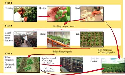 Diagram of the potato breeding process at the James Hutton Institute