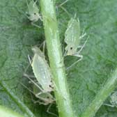 Photograph of large raspberry aphids attacking leaves