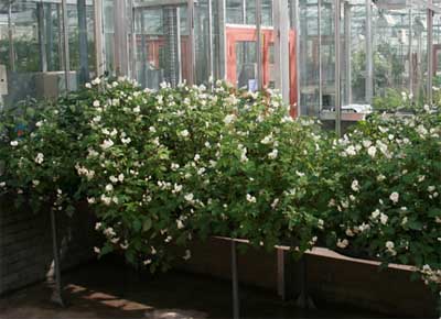 Figure 2: Resistant crosses of Solanum okadae