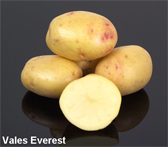 Photograph of Vales Everest potatoes