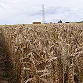 Photograph of a wheat field