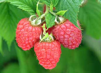 Photograph of Glen Fyne raspberries bred at the Institute