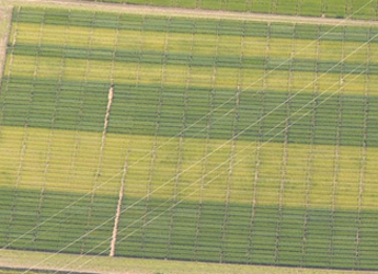 Photo of Greengrain; lighter strips have no applied fertiliser and dark have
