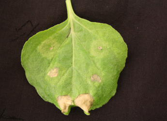 Photograph of leaf showing hypersensitive response