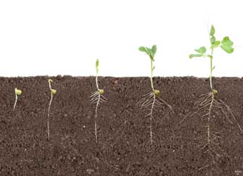 Image showing pea shoots at different growth stages