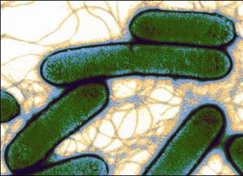 Image of Pectobacterium