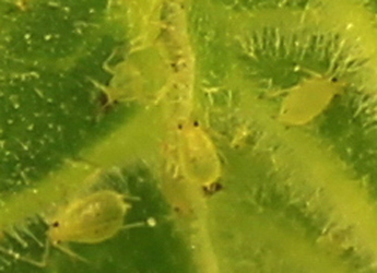 Photo of Myzus persicae
