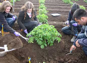 Photograph showing excavation of potato roots in the field