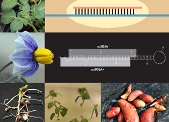 Potato miRNA image