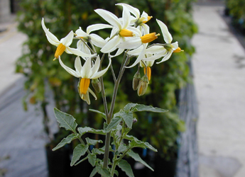 Photograph of potato flowers