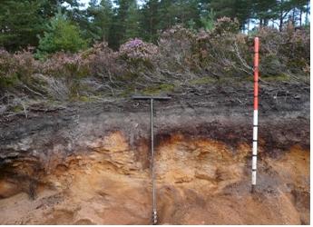 Photograph of a soil profile of heather moorland
