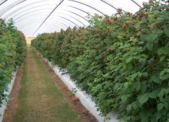 Photograph of raspberries growing in a polytunnel