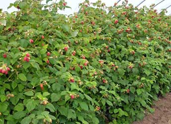 Fruiting raspberry in a polytunnel