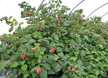 Photograph of raspberry canes bearing fruit growing in a polytunnel