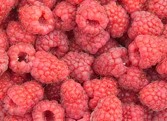 Photograph of raspberries