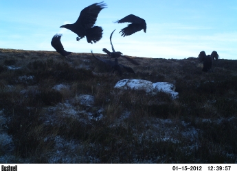 Ravens feeding on deer carcass