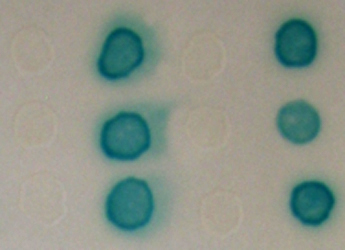 Image showing reporter gene activiation