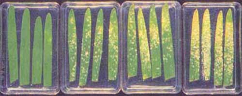 Figure 2: Barley leaves sprayed with yeast-derived resistance elicitor before inoculation with mildew