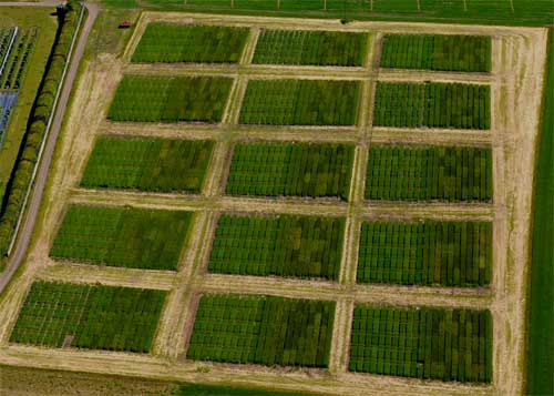 Figure: Variety mixtures field experiment