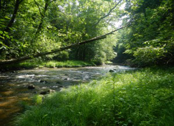 Riparian zone