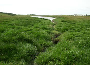 Photograph of a salt marsh