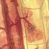  An arbuscule formed in a single cell of a plant root. 