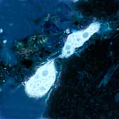  An amoeba traversing a soil pore.