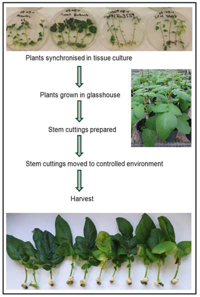 Figure 1: Workflow of stem cutting tuberisation assay used to screen for heat tolerance