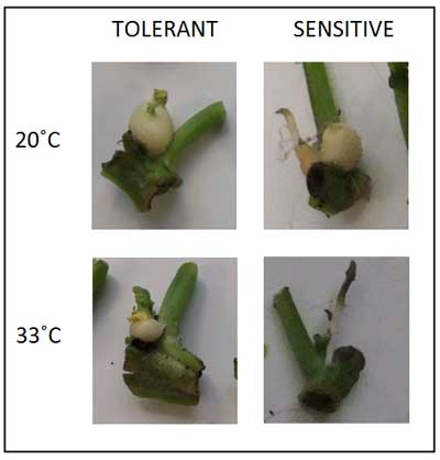 Figure 2: Effect of heat stress on tuberisation potential