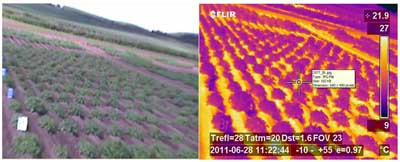 Figure 3: Canopy temperature variation in potato genotypes measured through a high throughput rapid remote sensing method.